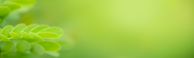 Closeup of beautiful nature view green leaf on blurred greenery background in garden with copy space using as background cover page concept.