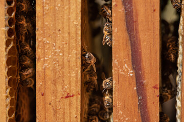 Bees in a comb producing honey, selective focus shot on bees.
