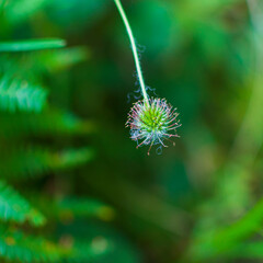 Une fleur en gros plan avec ses pistils et etamines dans une foret