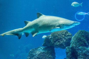 Haifisch im Aquarium