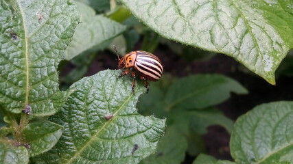 state potato beetle