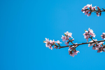 桃の花と青空