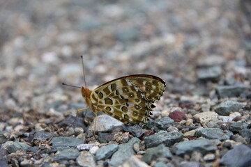 ツマグロヒョウモン(羽を閉じて砂利の上で休んでいる様子)