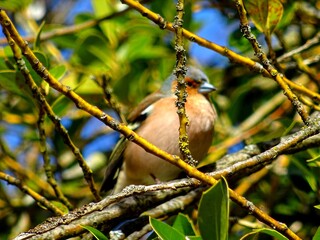The finch sitting on a branch.