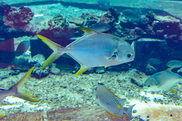 Trachinotus blochii or snubnose pompano in Atlantis, Sanya, Hainan, China.. Pompanos are marine fishes in the genus Trachinotus in the family Carangidae (better known as 