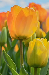 Fresh Tulips blooming in the garden in spring. - 427083390
