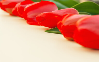 buds of red tulips lie in a row on a light background