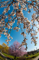 bloom of sakura in a local park under the open and blue sky on the background of the hotel