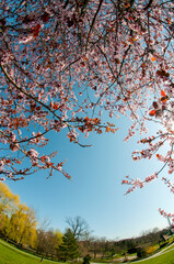 bloom of sakura in a local park under the open and blue sky on the background of the hotel