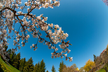 bloom of sakura in a local park under the open and blue sky on the background of the hotel