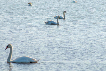 white swans group on the lake swim well under the bright sun