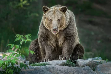 Foto op Aluminium Brown Bear (Ursus arctos) big male sitting on the stones, Relax after a meal © Tomas Hejlek