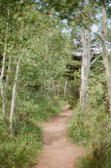 Summer aspen trees