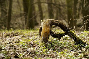 tree root in the forest