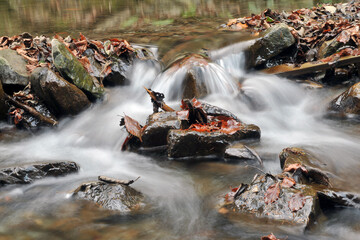 Colorful fallen autumn leaves in mountain stream. Water and stone