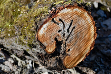 Saw cut of a tree infected with a pest beetle. 