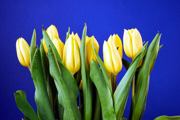 Naklejka premium beautiful bouquet of yellow tulips