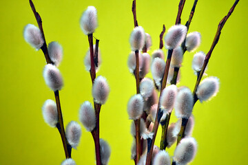 blooming willow twigs with catkins during spring © GKor