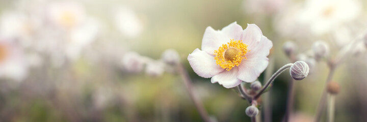 Beautiful pink flower anemones robustissima fresh spring morning on nature background