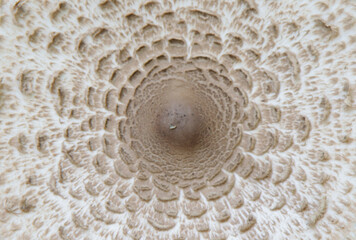 Poisonous mushroom, pale toadstool.