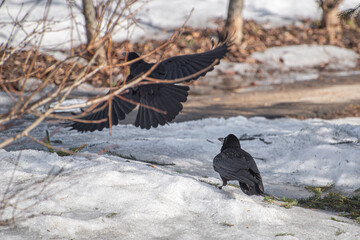 rooks on the spring land