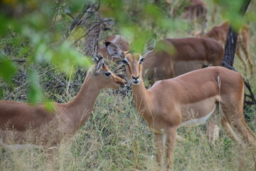 impala in kruger national park