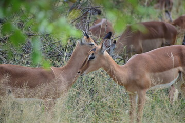 impala in kruger national park