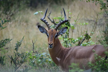 impala antelope in kruger national park