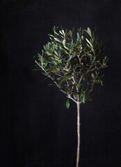 Olive tree with a black rust background