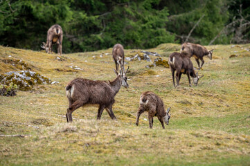 Naklejka na ściany i meble Group of chamois and offspring. Rupicapra rupicapra in natural environment in Switzerland.