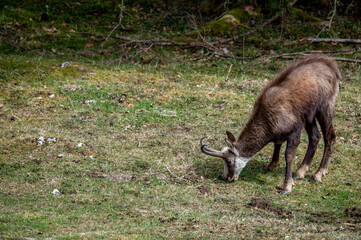 One chamois eating grasses. Rupicapra rupicapra in natural environment in Switzerland.