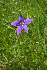 Campanula patula or bellflower on summer meadow.