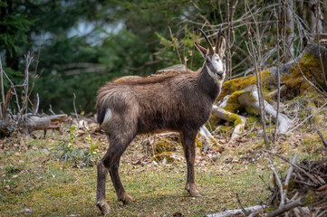 Naklejka na ściany i meble One chamois walking in forest. Rupicapra rupicapra in natural environment in Switzerland.