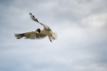 Flying seagull in the sky at Boltenhagen, Baltic sea