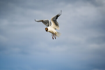 Flying seagull in the sky at Boltenhagen, Baltic sea