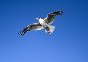 Flying seagull in the sky at Boltenhagen, Baltic sea