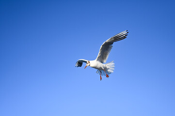 Flying seagull in the sky at Boltenhagen, Baltic sea