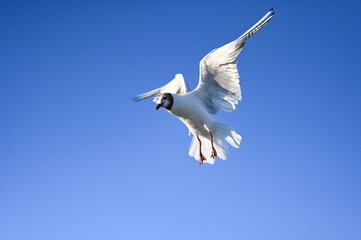 Flying seagull in the sky at Boltenhagen, Baltic sea