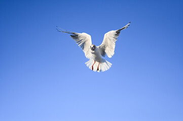 Flying seagull in the sky at Boltenhagen, Baltic sea