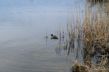 Female mallard duck anatidae floating in the pond near the reeds.