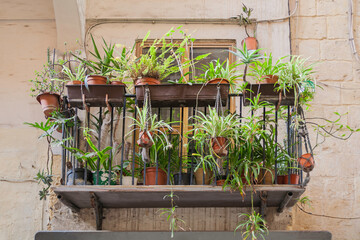 Fototapeta na wymiar Balcony with indoor plants in flower pots. Gardening at home, peaceful hobby for botany lovers. Valletta, Malta.