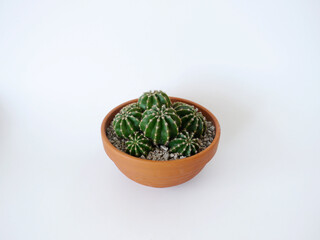 Cactus Echinopsis Eyriesii clumps in a round terracotta pot angled view small