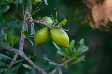 close-up of the fruit of the argan tree, its oil used in cosmetics, pharmacy and medicine
