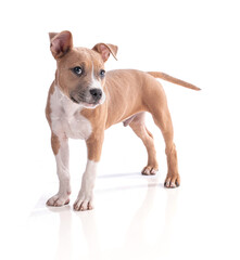 3 month old American Staffordshire Terrier