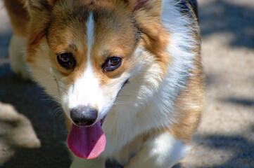 Corgi