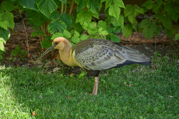 Close-up view of a buff-necked ibis on a green grass, Patagonia, Argentina