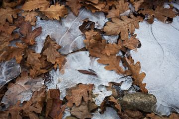 Dried leaves on ice