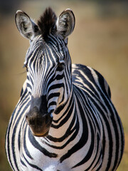 Fototapeta na wymiar Zebra in the wild posing for a portrait