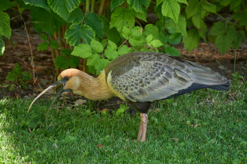 Close-up view of a buff-necked ibis on a green grass, Patagonia, Argentina