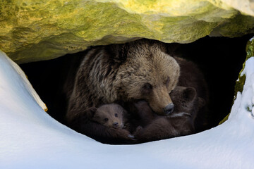 Brown bear with two cubs looks out of its den in the woods under a large rock in winter - 427086935